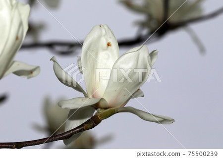 Flowering of Haku Mokuren 75500239