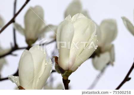 Flowering of Haku Mokuren Flowering of Haku Mokuren 75500258