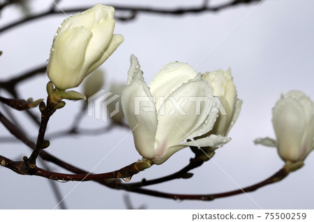 Flowering of Haku Mokuren Flowering of Haku Mokuren 75500259