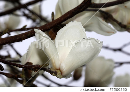 Flowering of Haku Mokuren 75500260