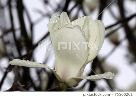 Flowering of Haku Mokuren Flowering of Haku Mokuren 75500261