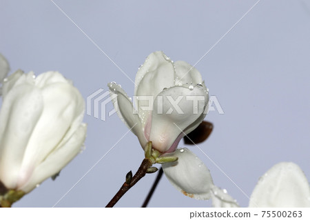 Flowering of Haku Mokuren Flowering of Haku Mokuren 75500263
