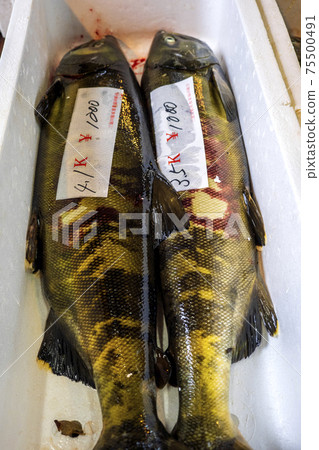 日本美食村上咸鮭魚在Miomote河上新鮮捕撈的鮭魚 75500491