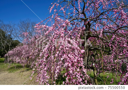藍藍的天空中盛開的粉紅垂枝李 藍藍的天空中盛開的粉紅垂枝李 75500550