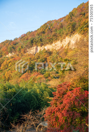 Autumn scenery under the Akagimachi shelf 75500565