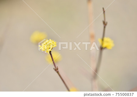 Small cornel flowers 75500837