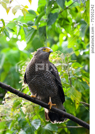 鳳頭鷹瞄準 鳳頭鷹瞄準 75501242
