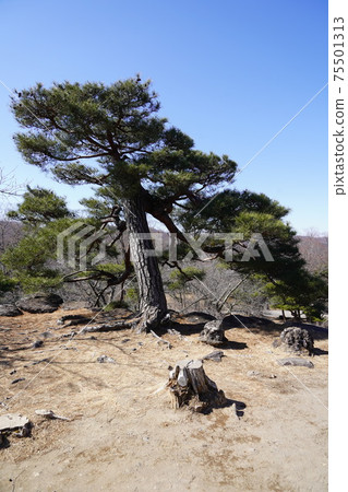 Komoro Castle Ruins and Nostalgia Garden in the winter of Anajiro, which was territorialized by Kansuke Yamamoto and others at the behest of Shingen Takeda during the Warring States period Komoro Castle Ruins and Nostalgia Garden in the winter of Anajiro, which was territorialized by Kansuke Yamamoto and others at the behest of Shingen Takeda during the Warring States period 75501313