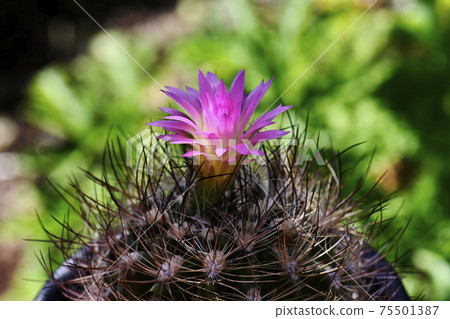 Cactus flower Cactus flower 75501387