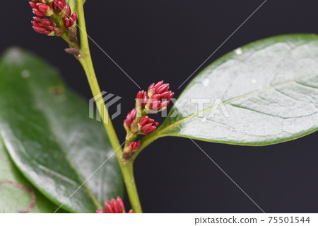 Distylium racemosum（蚊母樹）花 75501544