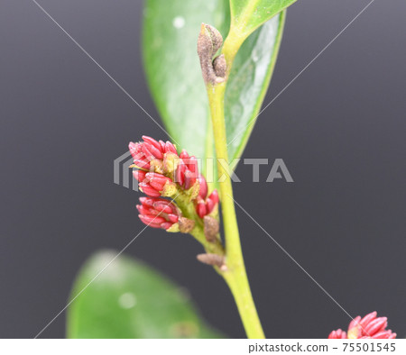 Distylium racemosum (mosquito mother tree) flower 75501545