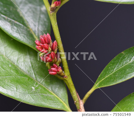 Distylium racemosum (mosquito mother tree) flower 75501549