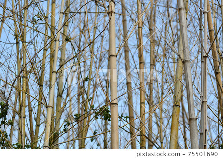 一下子開花後枯萎的竹林(Matake) 一下子開花後枯萎的竹林(Matake) 75501690