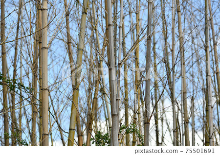 一下子開花後枯萎的竹林（Matake） 75501691