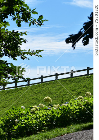 繡球花盛開的夏季公園 繡球花盛開的夏季公園 75501820