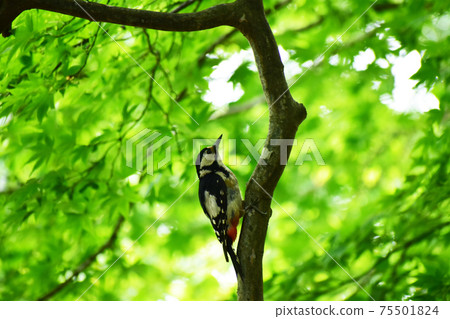夏季森林大斑啄木鳥 夏季森林大斑啄木鳥 75501824