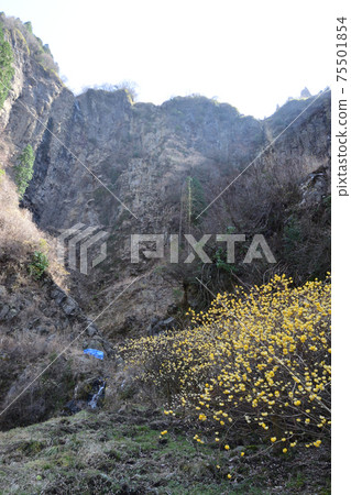"Koga Falls" where Mitsumata blooms "Koga Falls" where Mitsumata blooms 75501854