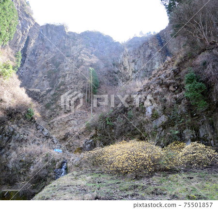"Koga Falls" where Mitsumata blooms "Koga Falls" where Mitsumata blooms 75501857