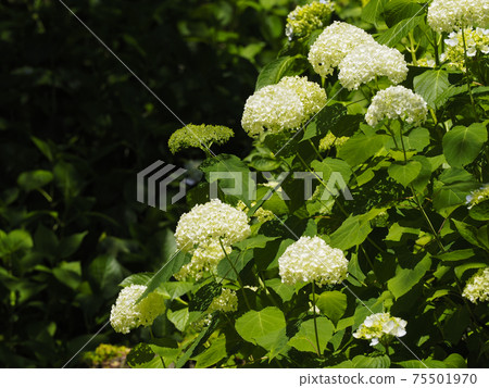 Beautiful hydrangea flowers blooming in Hasedera, Nara Beautiful hydrangea flowers blooming in Hasedera, Nara 75501970