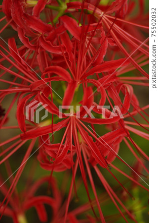 The flowers of cluster amaryllis (cluster amaryllis, Manshu Saka) are bewitching and beautiful 75502032