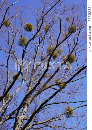 Anajiro Winter Komoro城堡遺址/懷舊花園中的槲寄生 Anajiro Winter Komoro城堡遺址/懷舊花園中的槲寄生 75502324
