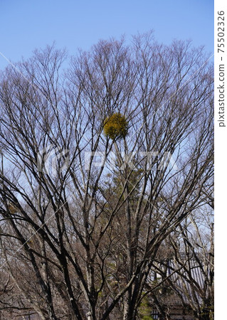 在戰國時期,由竹本真介奉命由山本勘介等人將Anajiro冬季的Komoro城堡遺址和懷舊花園劃分為地域 在戰國時期,由竹本真介奉命由山本勘介等人將Anajiro冬季的Komoro城堡遺址和懷舊花園劃分為地域 75502326