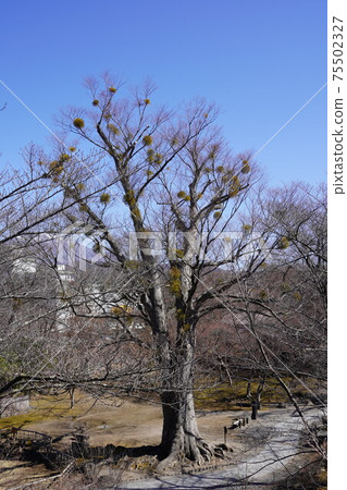 Anajiro Winter Komoro城堡遺址/懷舊花園中的槲寄生 Anajiro Winter Komoro城堡遺址/懷舊花園中的槲寄生 75502327