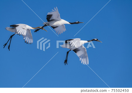 譚蝶（Tsurui村） 75502450