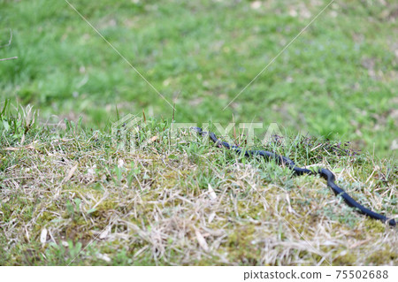 Spring snake 75502688