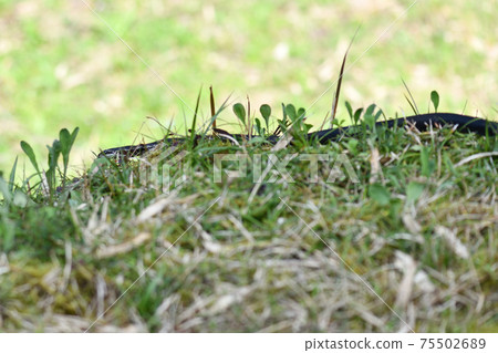 Spring snake 75502689