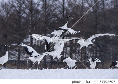 譚蝶(Tsurui村) 譚蝶(Tsurui村) 75502707