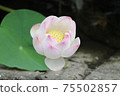 蓮花 75502857