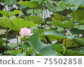 荷花池 75502858