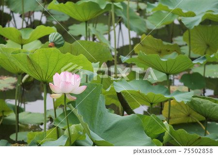 荷花池 75502858