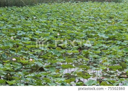 Lotus pond Lotus pond 75502860