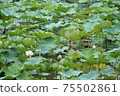 荷花池 75502861