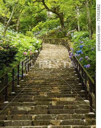 Beautiful hydrangea flowers blooming in Hasedera, Nara Beautiful hydrangea flowers blooming in Hasedera, Nara 75502882