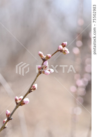 露桃櫻花樹枝芽 75502983