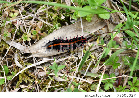 蝴蝶和印度貝母的幼蟲 75503027