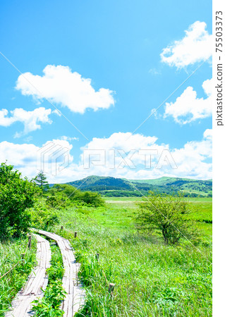 Summer Yashimagahara Wetland (Yashimagahara Wetland) 75503373
