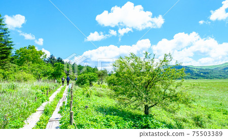 Summer Yashimagahara Wetland (Yashimagahara Wetland) Summer Yashimagahara Wetland (Yashimagahara Wetland) 75503389