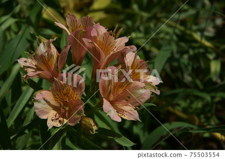 Alstroemeria Alstroemeria 75503554