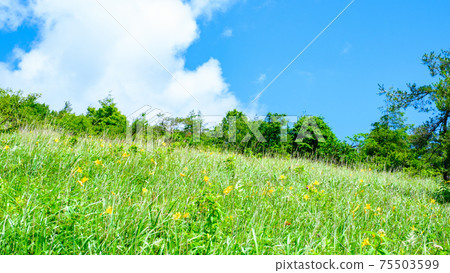 日光Kisuge:夏季八島長原濕地(Yashimagahara濕地) 日光Kisuge:夏季八島長原濕地(Yashimagahara濕地) 75503599