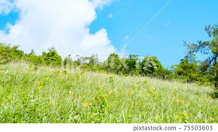 Nikko Kisuge: Summer Yashimagahara Wetland (Yashimagahara Wetland) Nikko Kisuge: Summer Yashimagahara Wetland (Yashimagahara Wetland) 75503603