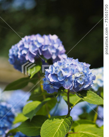 Hydrangea blooming in Miyama Kayabuki no Sato 75503750