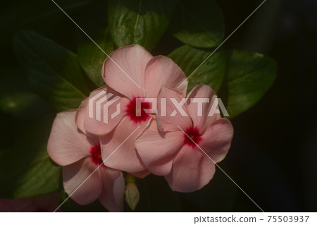 長春花 長春花 75503937
