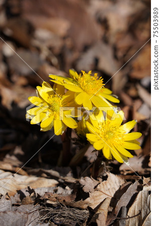 在戰國時期，由竹本真介奉命由山本勘介等人將Anajiro冬季的Komoro城堡遺址和懷舊花園劃分為地域 75503989