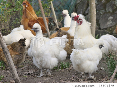 平絨烏骨雞 平絨烏骨雞 75504176