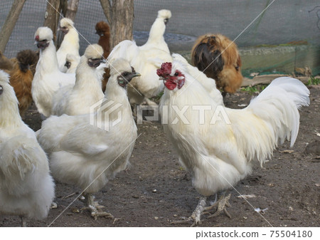 Flat-reared silkie chicken 75504180