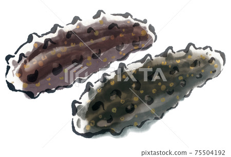 Fresh sea cucumber 1 Fresh sea cucumber 1 75504192